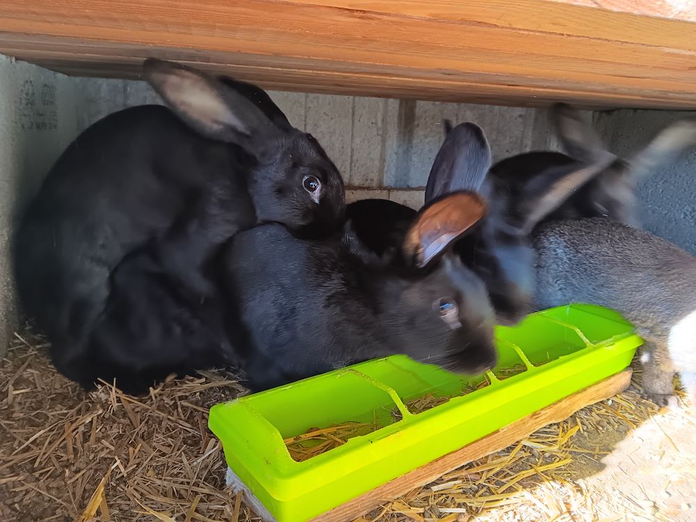 Lapin En Midi Pyrenees Annonces De Lapins A Vendre Ou Donner