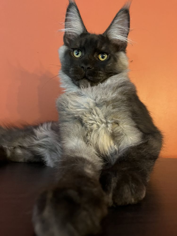 Maine Coon Chat Chaton En Bretagne Annonces Chats Et Chatons A Donner Ou Adopter