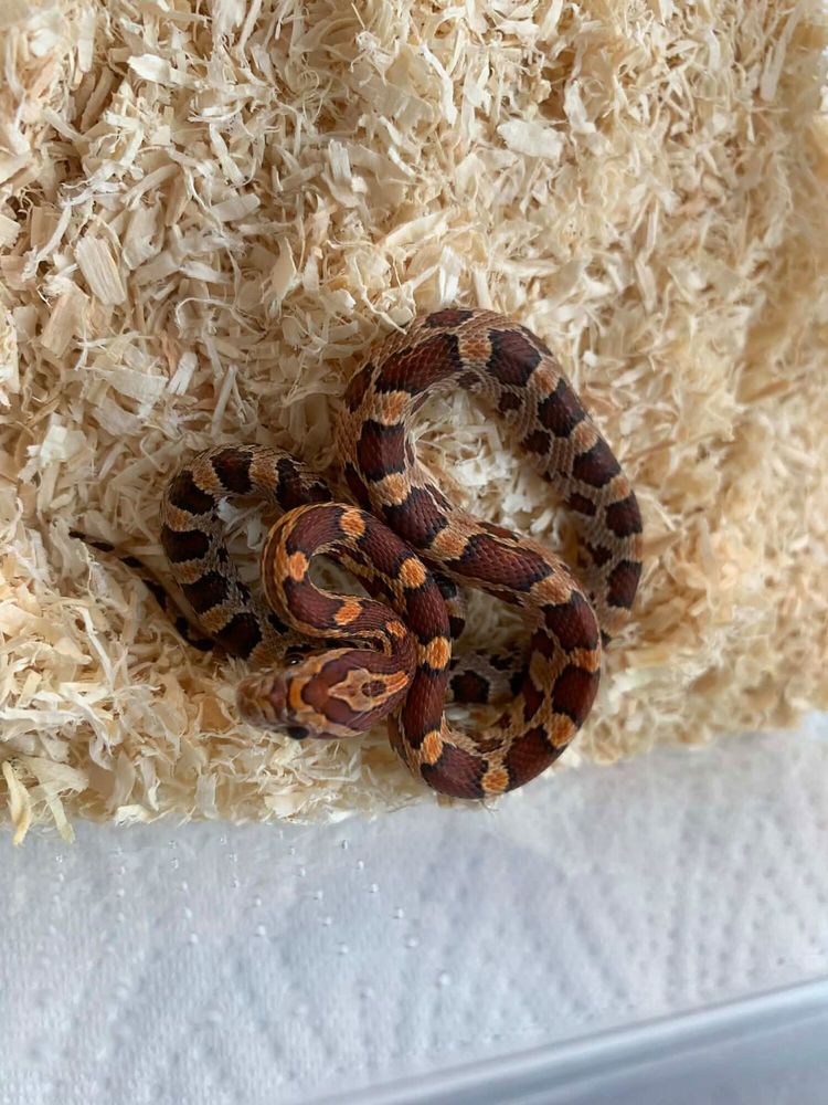 Serpent Annonces De Serpents A Vendre Serpent Annonces De Serpents A Vendre