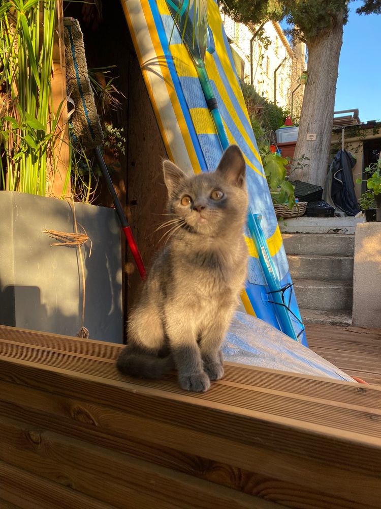 chat la ciotat