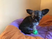 Chihuahua Chien Chiot Annonces Chiens Et Chiots à Donner