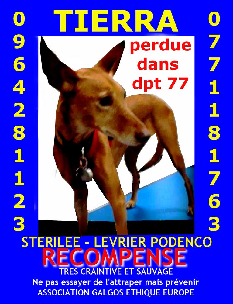 LEVRIER MARRON PERDU DPT 77 0 75018 Marolles en brie 77