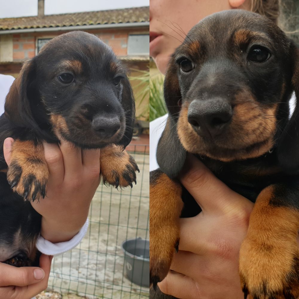 Chiot teckel à poil dur standard