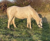 ALBI, beau double poney gris catégorie D à l'adoption 200 44160 Pontchâteau