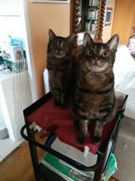 Donne Chat Chaton Annonces De Chats Chatons A Donner