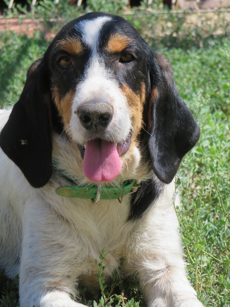 X&eacute;na cherche une famille! 0 34000 Montpellier