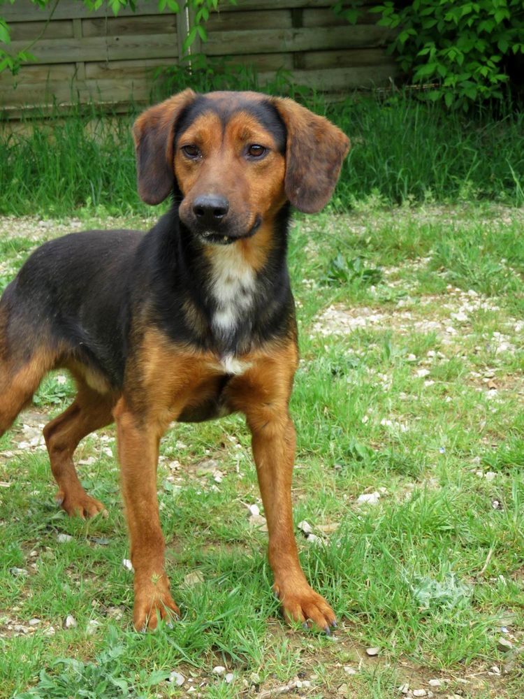Flip, petit bout de chien, est à l'adoption!