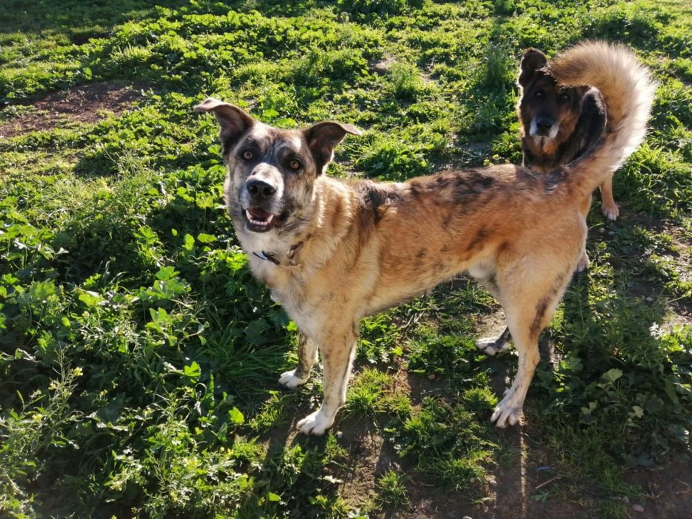 LOBUNO 300 78170 La celle-saint-cloud