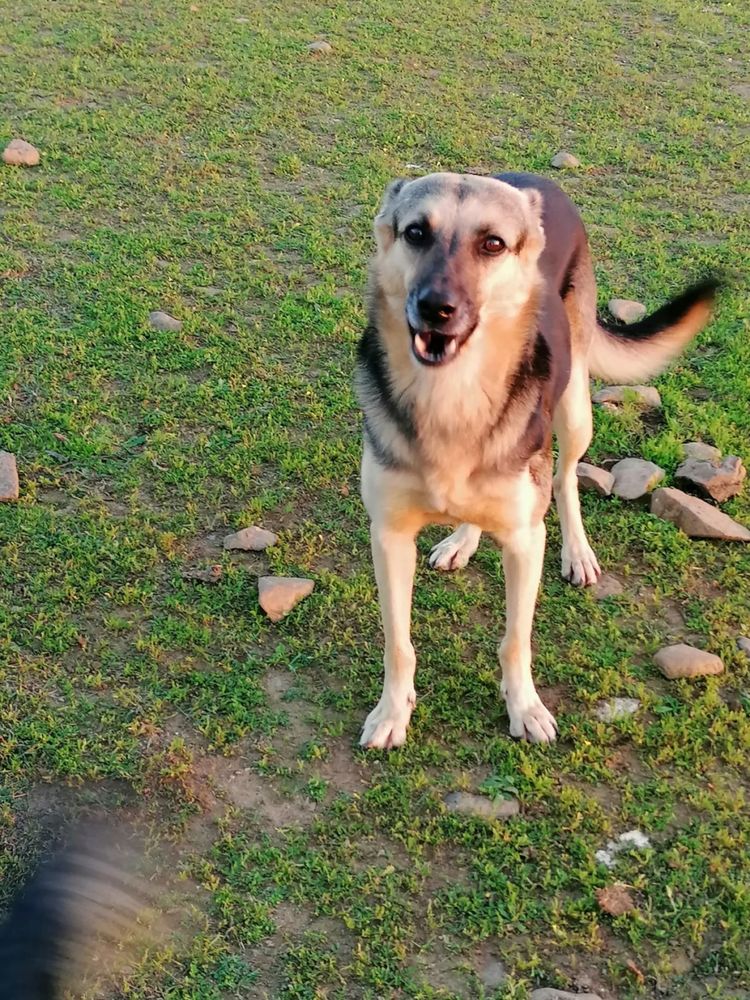 ARIEL 300 78170 La celle-saint-cloud