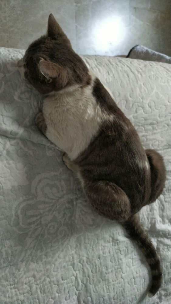 ROCCO 195 78170 La celle-saint-cloud