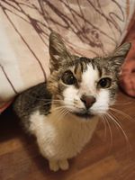 PEPA douce chatte à l'adoption 78170 La celle-saint-cloud