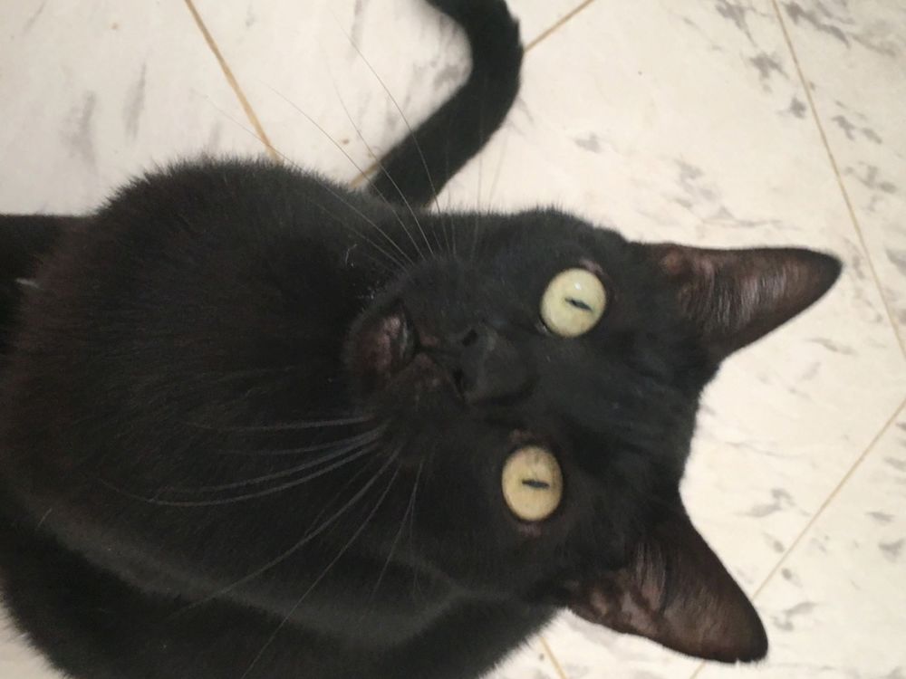 Oscar
