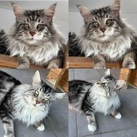 Saillie Magnifique Maine Coon - Prestigieuses Origines 390 66450 Pollestres