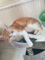 Chat Chaton Dans Le Nord Pas De Calais Annonces De Chats Et Chatons Page 3