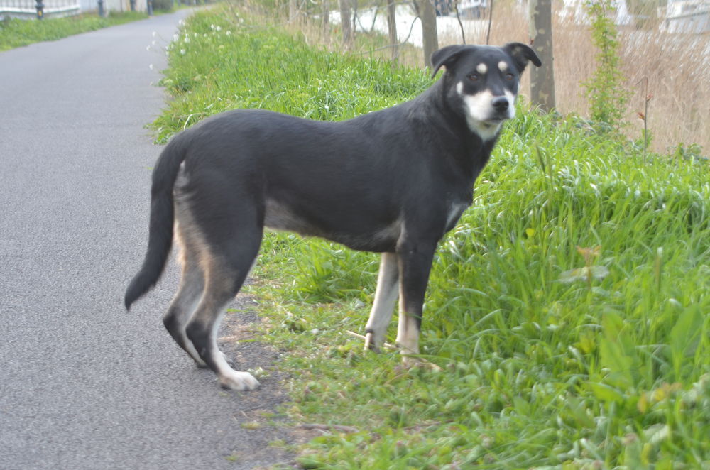 Magnifique chienne crois&eacute;e labrador 40kg 0 34500 B�ziers