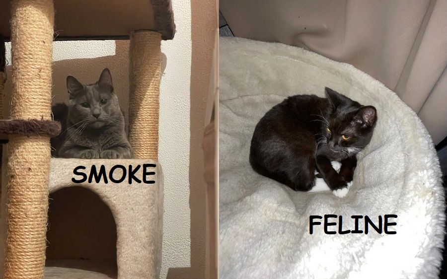 Smoke et F&eacute;line 5 ans &agrave; adopter ensemble 1 27120 Pacy-sur-eure