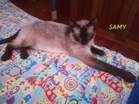 Siamois Chat Chaton En Ile De France Annonces Chats Et Chatons A Donner Ou Adopter