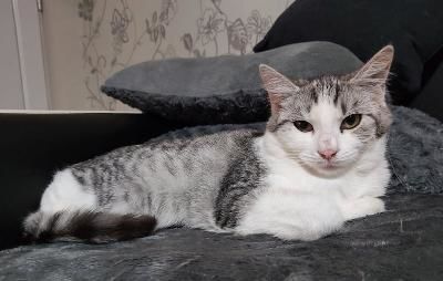 Scarlett, mignonne chatonne !!! 110 59000 Lille