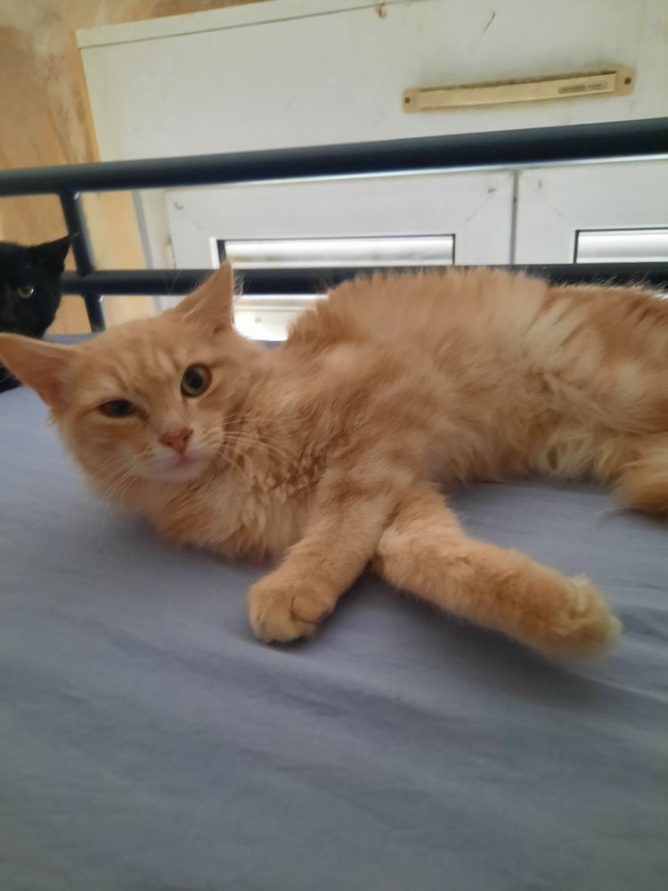 Adoption chaton de 5 mois 190 73000 Chamb�ry