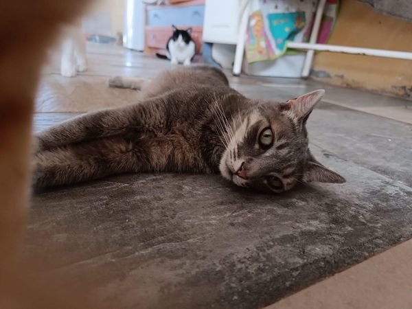 CENI 230 27620 Gasny