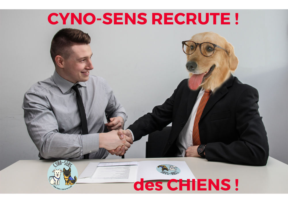   L’association Cyno-sens recherche 2 chiens à adopter/acheter afin de les évaluer pour une formation de chien d'assistance. 
