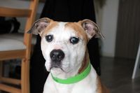 TALIA, bel American Staffordshire Terrier à l'adoption 50 44230 Saint-sbastien-sur-loire
