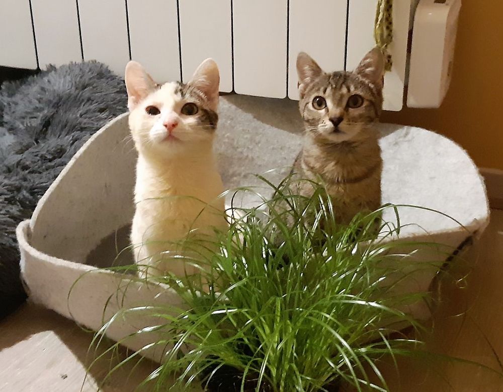 ‌‌LEILA ET SARAH sont &agrave; l'adoption 290 92290 Ch�tenay-malabry