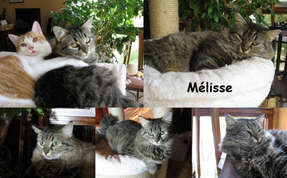 URGENT POUR MELISSE 5 ANS A ADOPTER 1 94220 Charenton-le-pont
