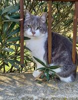 Capucin gentil chat timide 5 ans cherche adoptant(e) 11000 Carcassonne