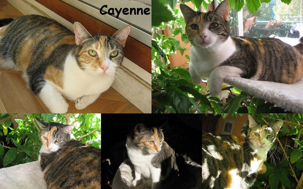 urgent pour Cayenne 6 ans dont 6 ans d'accueil &agrave; adopter 1 63240 Mont-dore