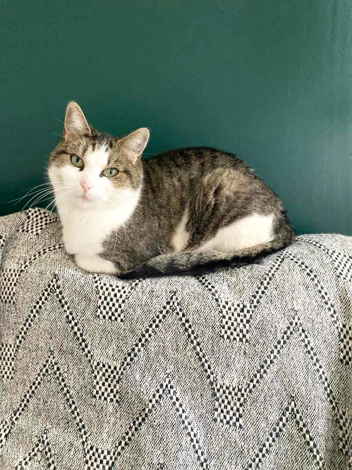 MOLLY, tr&egrave;s belle chatte grise et blanche &agrave; l'adoption 160 44100 Nantes