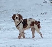 FRANCESCO, &eacute;pagneul breton 11 ans - M (DON) 50 78000 Versailles