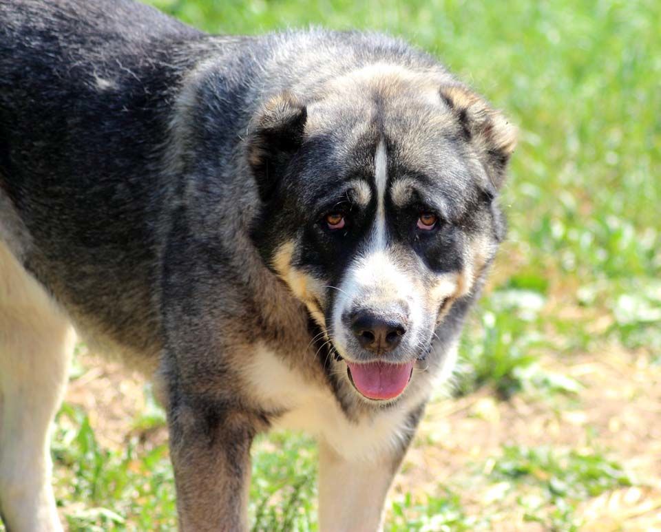 ELYA, beau Berger d'Arm&eacute;nie &agrave; l'adoption 330 18210 Bessais-le-fromental