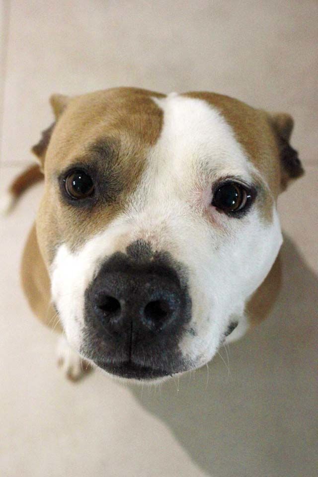 AZIA, magnifique chienne crois&eacute;e Dogue &agrave; l'adoption 330 85130 Les landes-genusson