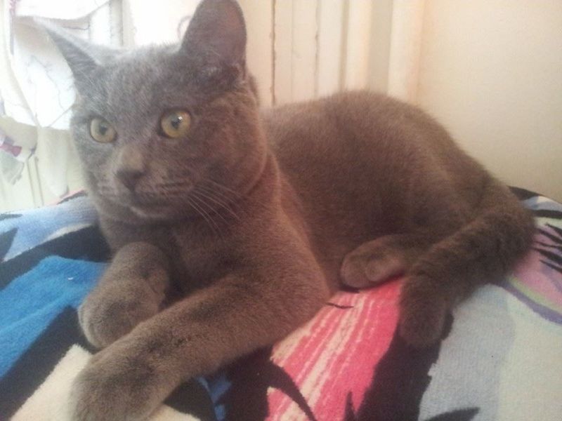 GABANO, europ&eacute;en gris bleu, 6 ans - M (DON) 150 13001 Marseille