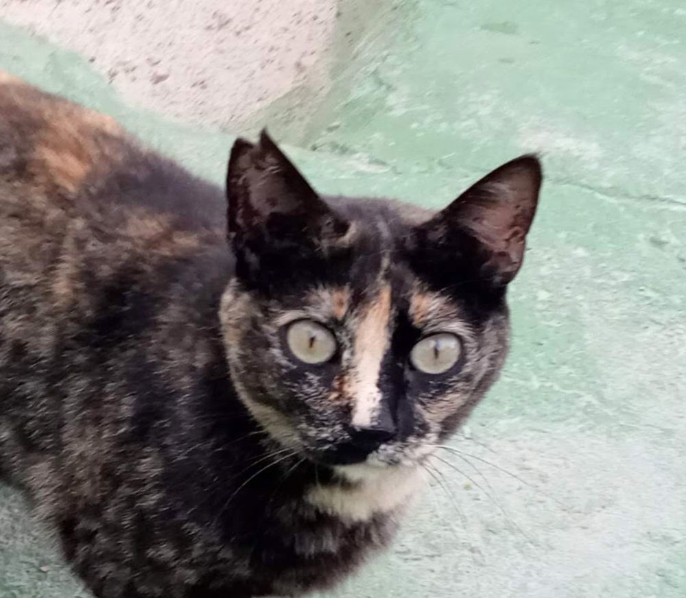 FLECHITA 230 27620 Gasny