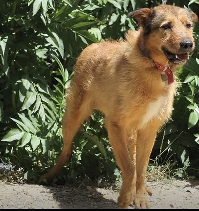 Rex 230 26700 Pierrelatte