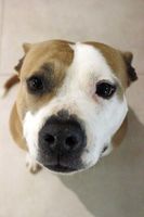 AZIA, magnifique chienne croisée Dogue à l'adoption 150 85130 Les landes-genusson