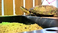 CAROLIN, adorable tortue Pélusios Castaneus à l'adoption 20 44640 Rouans