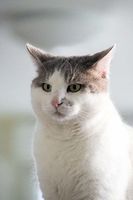 NYAU, beau chat blanc et gris à l'adoption 160 44640 Rouans