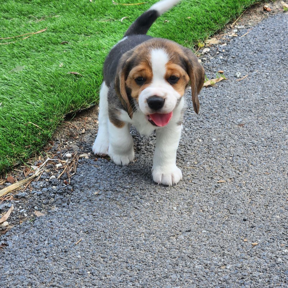 CHIOTS BEAGLES LOF 950 51370 Ormes