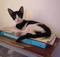 Donne Chat Chaton Annonces De Chats Chatons A Donner