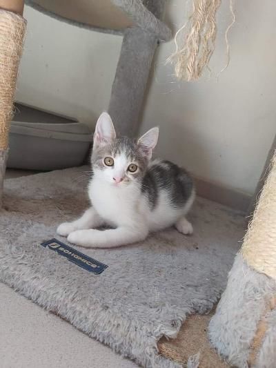 Taz, chaton &agrave; conqu&eacute;rir !!! 65 62260 Auchel