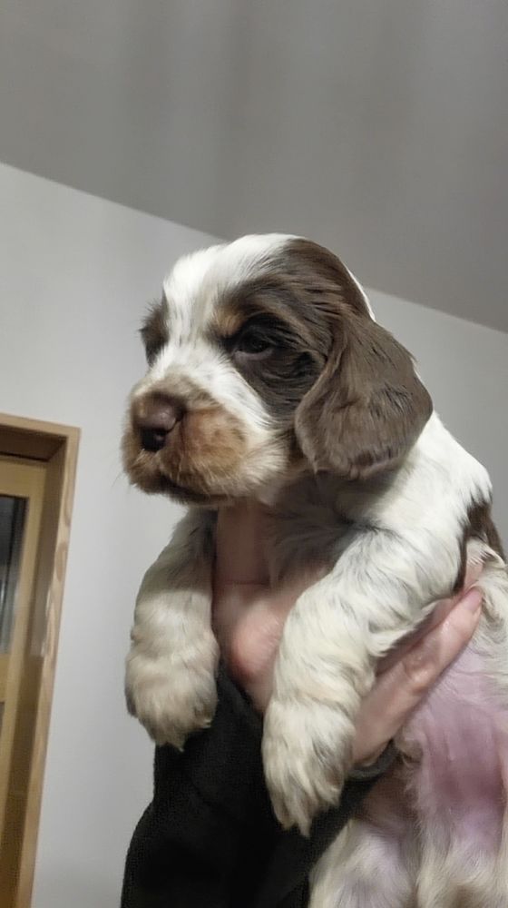 Chiots cockers anglais LOF 1500 51370 Ormes