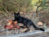 Copa gentil et jeune chat noir a adopter et sauver ! 90 11000 Berriac