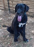 GAROU, x Dogue allemand, 7 mois le 7 septembre, 32 kg, à l'adoption 350 28130 Pierres