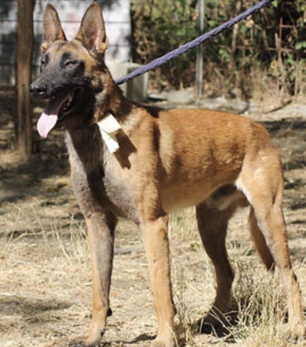 Timo 230 26700 Pierrelatte