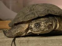 FOKELY, magnifique tortue Pélomédusa subrafa à l'adoption 20 44640 Rouans