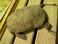   FOKELY, magnifique tortue Pélomédusa subrafa à l'adoption 
