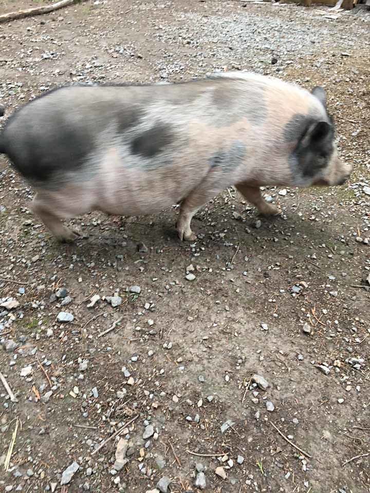 MOUILLETTE, magnifique cochon Vietnamien &agrave; l'adoption 40 44119 Treilli�res